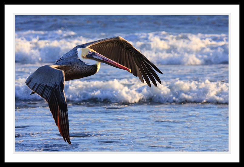 A lone pelican flies above the ocean.